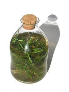 Romero Alcohol de romero 2